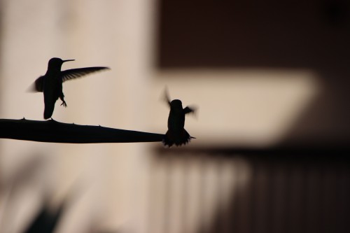 Hummingbird Silhouette Flying Bird Nature Wing