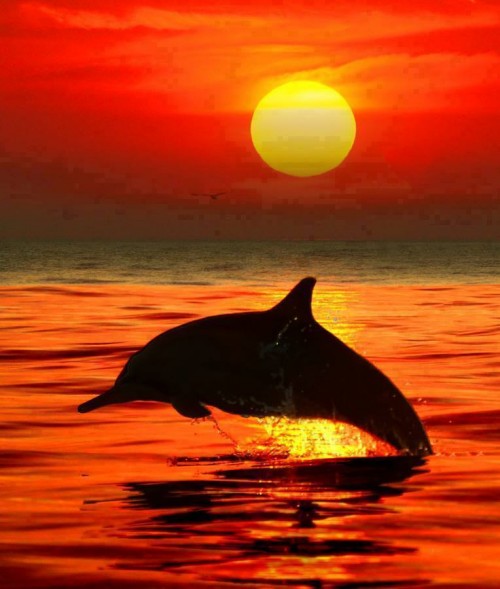 Beautiful Sunset With Dolphin