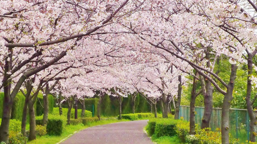 Spring is the most anticipated season in Japan. It’s that time of the year when it’s not too cold nor too hot — the spring temperature in Japan is just right.