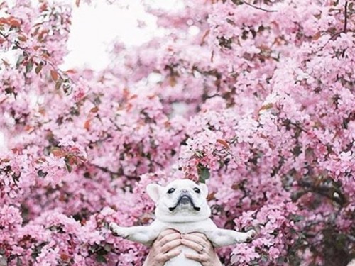 Pupy with pink flower