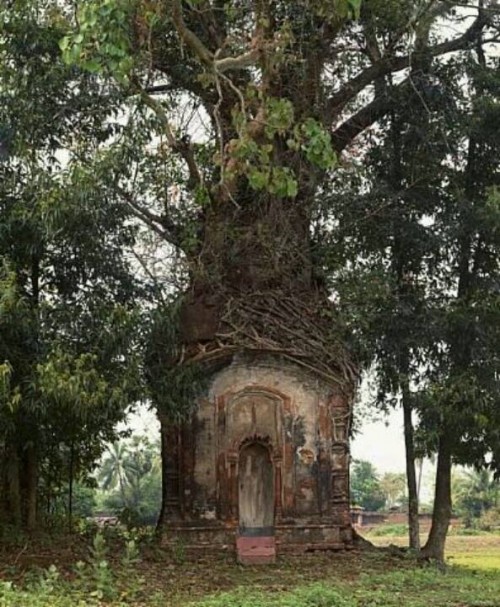Banyan tree temple! In Attpur, West Bengal