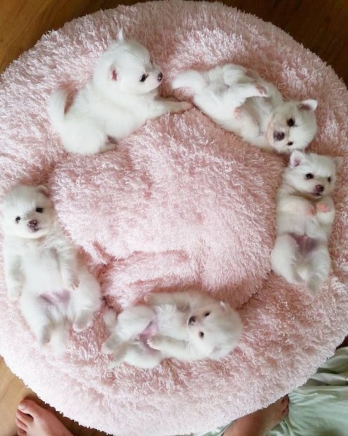 Sweets Puppies