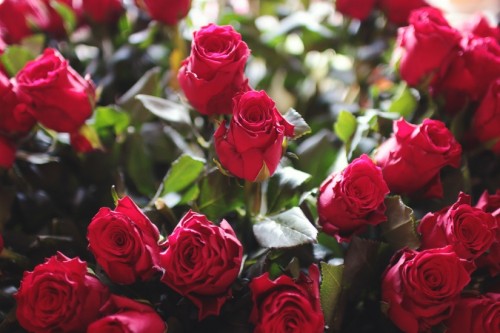Red love romantic flowers