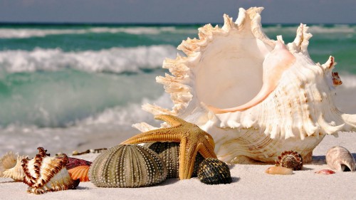 #Seashells #Beach #Beautiful Scene