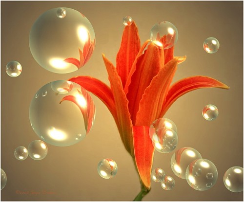 Blossom in bubbles