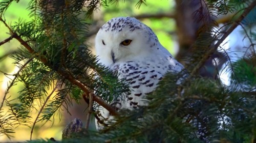 Beautiful White Owl