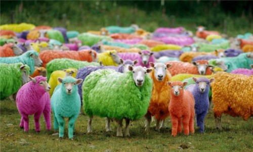 Funny Coloured Sheeps