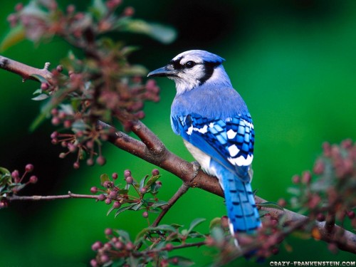 Beautiful Image Of Bird