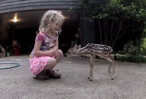 Little Girl And A Fawn