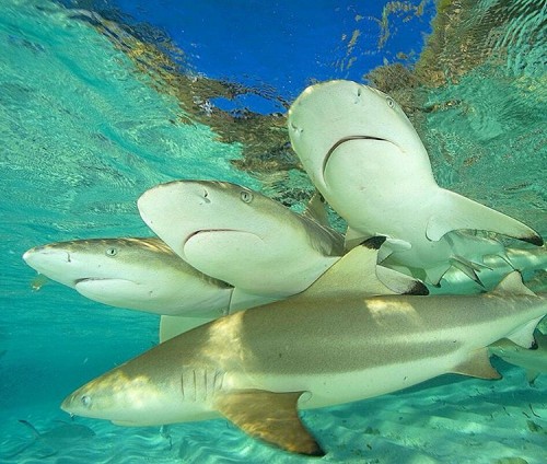 sharks and other marine animals that will inspire people to go out of their way to help protect and save them.