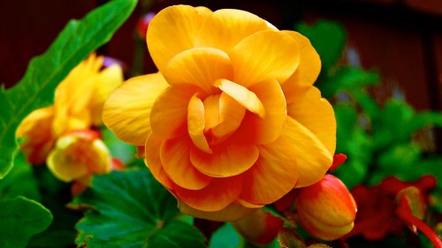 Yellow hermosa flower