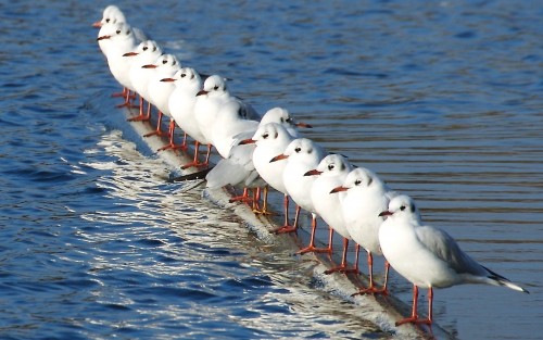 White birds In Row
