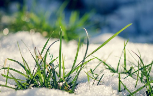 Grass Snow