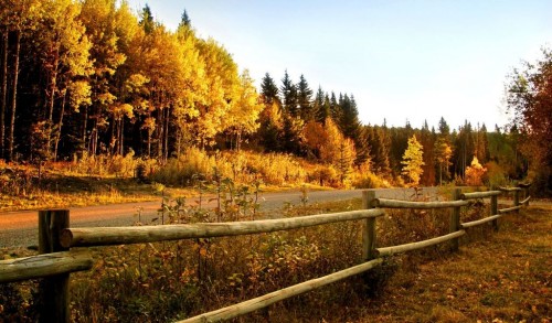 Road along the autumn forest