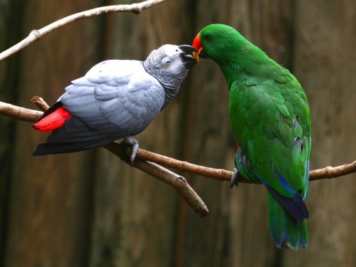Loving parrot bird kissing