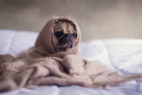 Pug Covered With Blanket , Winter