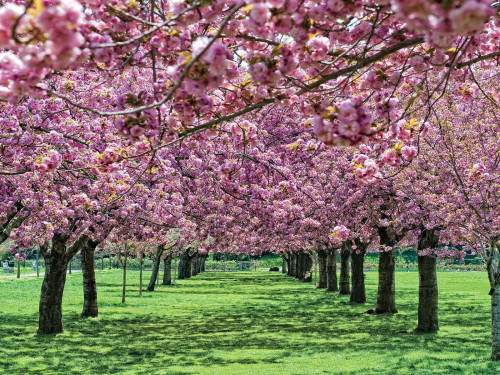 Missed the National Cherry Blossom Festival in Washington, D.C.? Thanks to a late spring in the Northeast, cherry blossoms are just now bursting into full bloom in New York City.