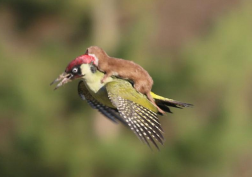 Weasel riding on woodpecker's back