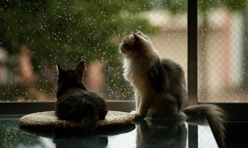 Cats enjoying rainy day