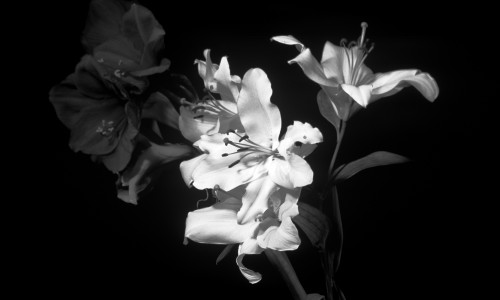 black and white flowers