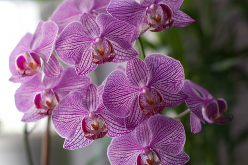 Small Pink Orchids