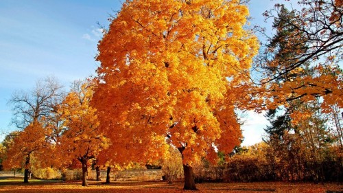 Autumn big Trees