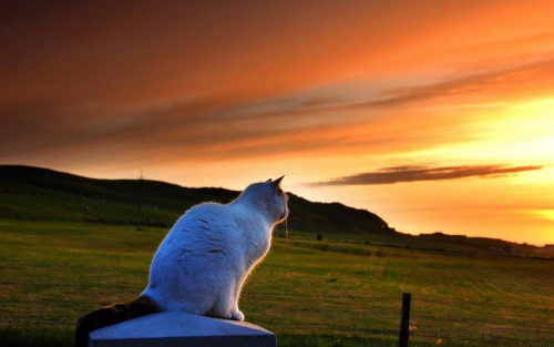 Cat Sitting on the fence in sunset