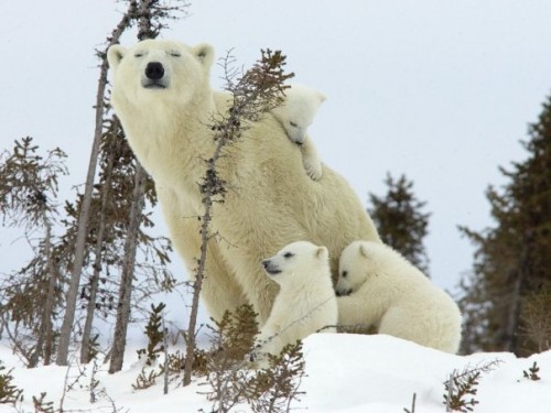 Mumma and baby polar bears