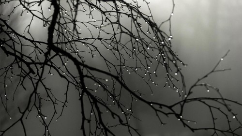 Raindrops on the tree
