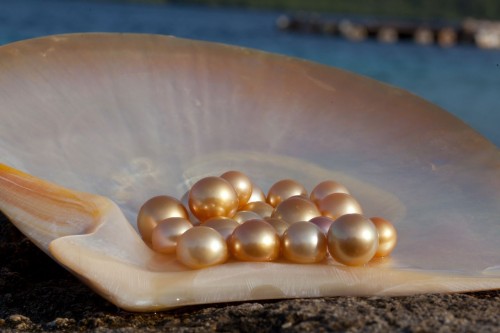Golden South Sea pearls