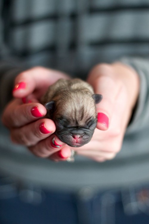 Tiny Baby Pug
