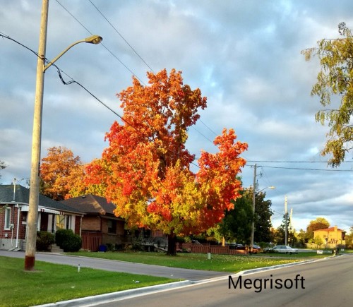 Autumn Tree color