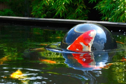 Floating fish dome