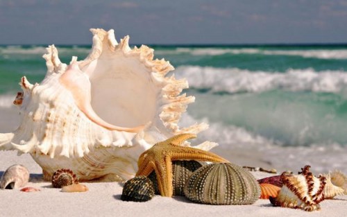 Seashell decor craft