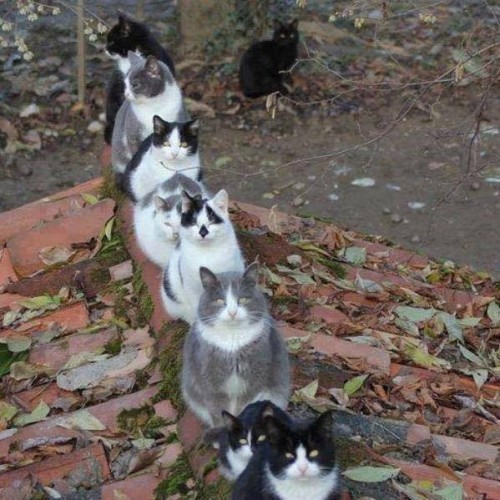 Cats Army