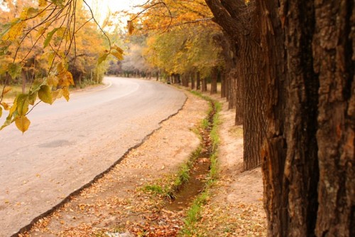 Dry Leaves