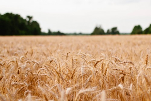 Wheat Field