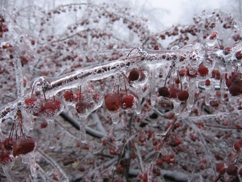 cherry in winter