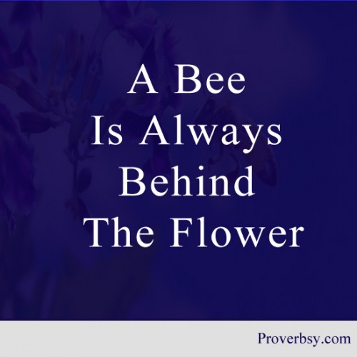 A bee is always behind the flower.