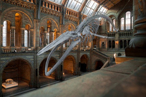 National History Museum London Uk Wal Skeleton