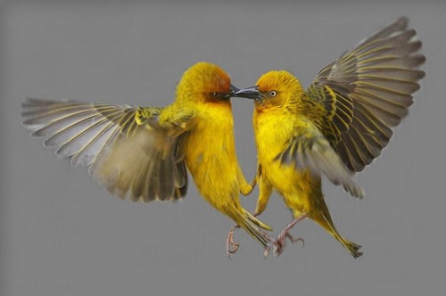 Love birds making love