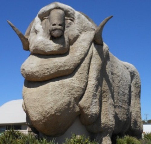 The big merino in goulburn, Australia. His nick name is 'Rambo ' by locals.