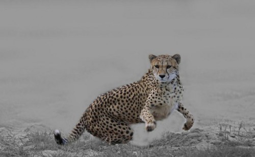 Angry Leopard about to attack