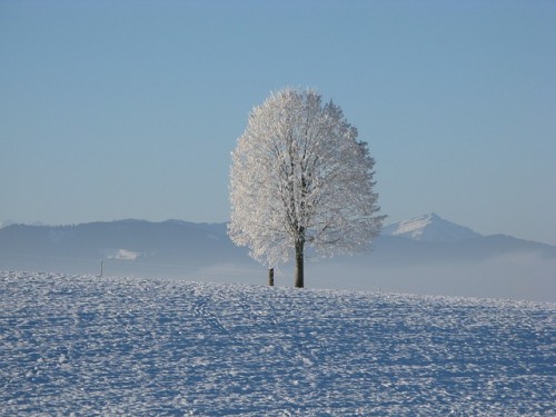 Winter. Snow . White . Tree. Sky